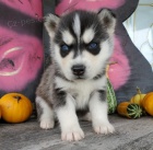 sibiřský husky ihned k adopci