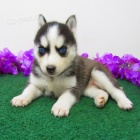 mini samec a samice sibiřského huskyho jsou nyní k dispozici k adopci