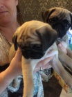 tata mops k adopci letos o Vnocch.