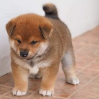 štěňata shiba inu připravena a nyní k vánocům.