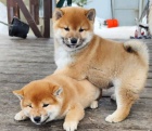 štěňata shiba inu k adopci