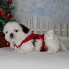 Štěňata SHIH TZU k adopci.