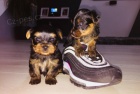 yorkie mini štěňátka k adopci