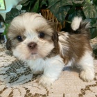 Prodám štěňata fenky a pejsky SHIH TZU