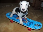 Štěňata anglického bulteriéra k adopci.