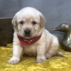štěňata labradorského retrívra k adopci