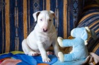 krásná miniaturní štěňátka bulteriéra k vánoční adopci