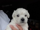 Mini štěňata West Highland White Terriers k adopci