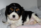 Štěňata kavalír king charles španěl k adopci.