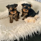 vánoční mini štěňata yorkie k adopci