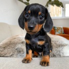 zdravá štěňata jezevčíků k adopci