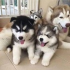 Husky štěňata k adopci
