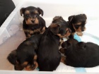 Rozkošná a krásná štěňátka mini jorkšírských teriérů ihned k adopci