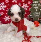 krásný samec a fenka zdravá štěňata Aussiedoodle k adopci.