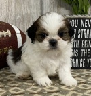 krásná, očkovaná, odčervená a zdravá štěňátka SHIH TZU k adopci