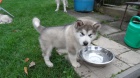 Aljašské děti Malamute jsou k dispozici co nejdříve