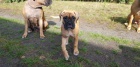 Štěňata boxerů jsou nyní k dispozici pro adopci