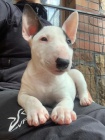 2 Miniaturní Štěňata BullTerrier pro nové domovy