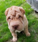 2 Shar Pei štěňata k dispozici kontakt pro více informací a obrázků
