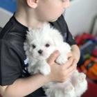 maltézská štěňata k adopci.