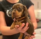 zdravá štěňata jezevčíků k adopci