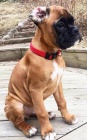 boxer štěňata k dispozici pro nové domovy