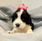 krásná štěňátka fenka a pejsek mini anglický špringršpaněl k adopci.