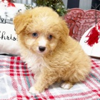 Krásná štěňata Aussiedoodle k adopci