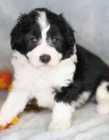 pejsek a fenka krásná štěňátka Aussiedoodle k adopci.