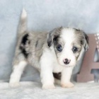 pejsek a fenka krásná štěňátka Aussiedoodle k adopci.