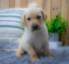 Zdravá a krásná štěňátka pejska a fenky labradorského retrívra k adopci
