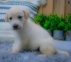 štěňata labradorského retrívra k adopci