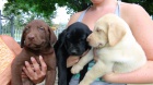 štěňata labradorského retrívra k adopci