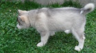 Aljašské děti Malamute jsou k dispozici co nejdříve