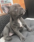 Štěňata  francouzského buldočka připravena jít co nejdříve
