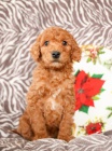 nádherná štěňátka Goldendoodle hledají věčný domov