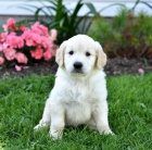 štěňata Zlatý retriever k dispozici