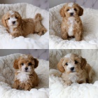 Prodm zdrav tata Cavapoo.