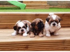 Zdravá štěňátka Shih Tzu