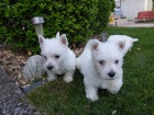 West Highland White Terrier štěňata