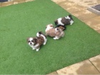 Krásná štěňata Shih Tzu k prodeji