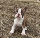 Krásná štěňátka bostonského teriéra k adopci