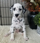 Krásná štěňátka dalmatinů k adopci
