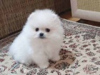 Roztomilé nádherné štěně pomeraniana na prodej