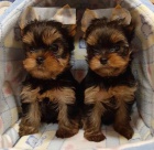 Prodám mini štěňata yorkie.