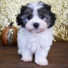 Prodám zdravá a očkovaná štěňata Maltipoo.