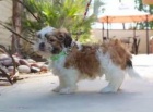 Shih Tzu štěňata.