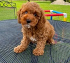 Cavapoo štěňata.