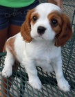 Prodám štěňata kavalír king charles španěl