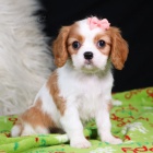 Prodám zdravá a krásná štěňata Kavalír King Charles Spaniel.